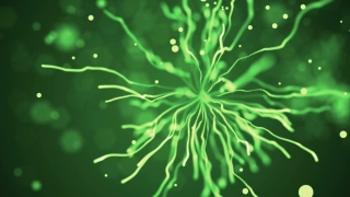 Vascular Plant, Dill, Light, Fractal, Shape, Herb
