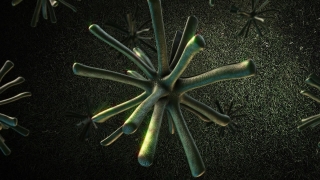 Spice, Vascular Plant, Plant, Close, Woody Plant, Shrub