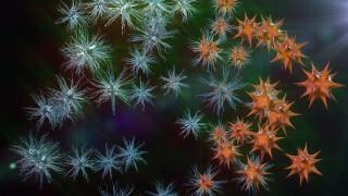 Firework, Cactus, Polyp, Explosive, Coelenterate, Invertebrate