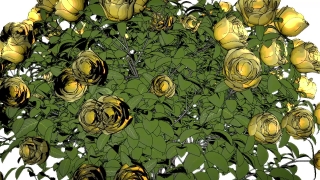 Artichoke, Box Turtle, Vegetable, Turtle, Sunflower, Produce