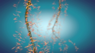 Fir, Tree, Season, Winter, Design, Light