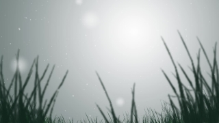 Dandelion, Plant, Herb, Sky, Grass, Spring