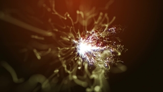 Polyp, Coelenterate, Invertebrate, Celebration, Fireworks, Night