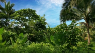 Tree, Woody Plant, Vascular Plant, Plant, Sky, Landscape