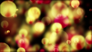 Shrub, Woody Plant, Tulip, Plant, Candy, Vascular Plant
