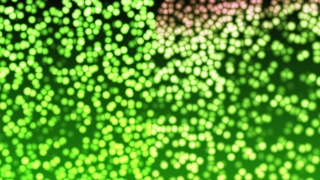 Common Duckweed, Duckweed, Aquatic Plant, Vascular Plant, Plant, Pattern