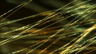 Spider Web, Light, Web, Design, Pattern, Shape