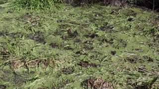 Tree, Swamp, Land, Wetland, Forest, Plant