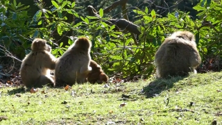 Monkey, Primate, Mammal, Wildlife, Wild, Ape