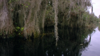 Tree, Woody Plant, Forest, Vascular Plant, Birch, Willow