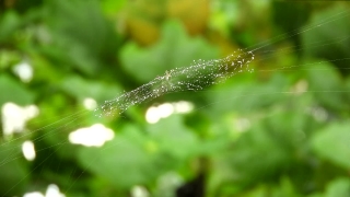 Lacewing, Insect, Spider Web, Dew, Arthropod, Drop