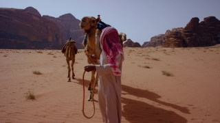 Camel, Ungulate, Desert, Sand, Travel, Horse