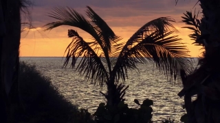Beach, Ocean, Palm, Sea, Sand, Tropical
