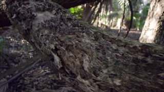 Tree, Bird, Vertebrate, Woody Plant, Wood, Bark
