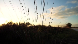 Reed, Herb, Sky, Vascular Plant, Wheat, Plant
