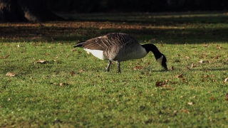 Goose, Waterfowl, Bird, Aquatic Bird, Wildlife, Wild