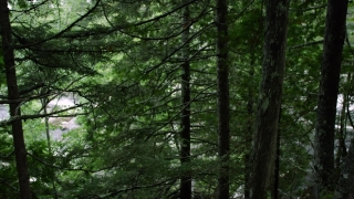 Southern Beech, Tree, Woody Plant, Forest, Vascular Plant, Plant