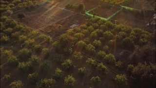 Tree, Woody Plant, Forest, Vascular Plant, Plant, Landscape