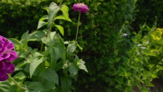 Plant, Herb, Vascular Plant, Flower, Garden, Spring