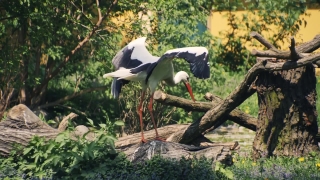 White Stork, Stork, Wading Bird, Bird, Aquatic Bird, Black Stork