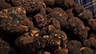 Gila Monster, Venomous Lizard, Lizard, Food, Ingredient, Brown