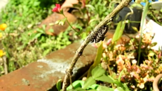 Insect, Dragonfly, Tree, Arthropod, Wildlife, Close