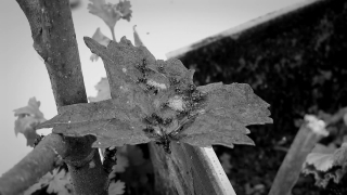 Season, Texture, Shrub, Woody Plant, Tree, Old