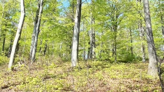 Tree, Forest, Woody Plant, Birch, Trees, Vascular Plant