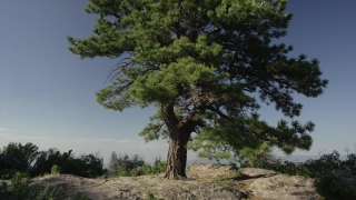 Tree, Woody Plant, Oak, Vascular Plant, Landscape, Sky