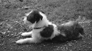 Dog, Toy Dog, Canine, Domestic Animal, Pet, Terrier