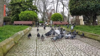 Hen, Bird, Cemetery, Landscape, Grass, Garden