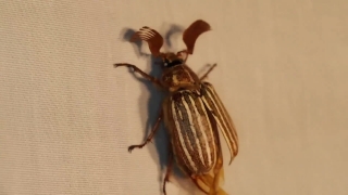Ground Beetle, Beetle, Insect, Arthropod, Invertebrate, Bug