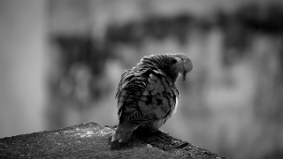 Dove, Bird, Wildlife, Beak, Feather, Auk
