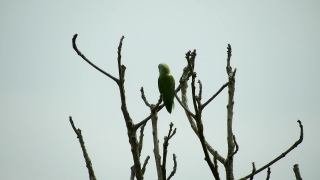 Bee Eater, Bird, Tree, Branch, Sky, Snag