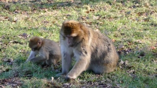 Macaque, Monkey, Primate, Wildlife, Ape, Wild