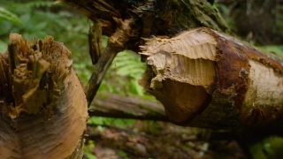 Mushroom, Vegetable, Produce, Food, Fungus, Tree