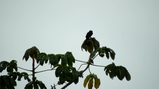 Tree, Fruit, Edible Fruit, Leaf, Plant, Leaves