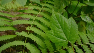Fern, Plant, Leaf, Forest, Leaves, Tree