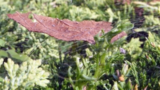 Vegetable, Plant, Food, Tree, Vascular Plant, Herb