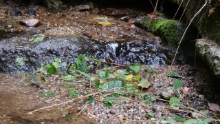 Water Snake, River, Alligator, Water, Stone, Snake