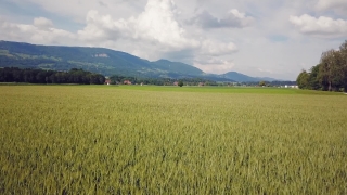 Wheat, Rice, Field, Cereal, Grain, Rural