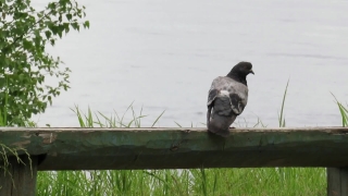Dove, Bird, Wildlife, Feather, Beak, Wild