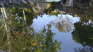 Tree, Forest, Landscape, River, Water, Lake