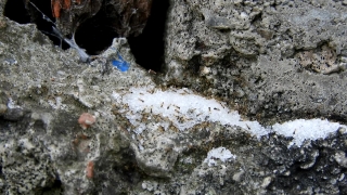 Barnacle, Arthropod, Crustacean, Texture, Invertebrate, Stone