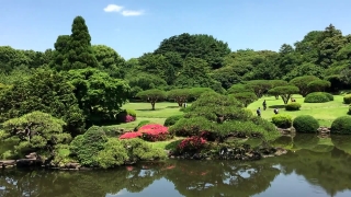 Tree, Landscape, Water, Forest, River, Woody Plant