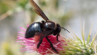Bee, Insect, Arthropod, Flower, Invertebrate, Garden