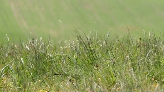 Field, Grass, Plant, Wheat, Growth, Spring