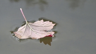 Maple, Autumn, Leaf, Fall, Leaves, Season