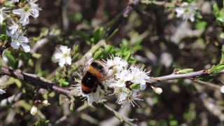 Shrub, Plant, Vascular Plant, Flower, Woody Plant, Hawthorn