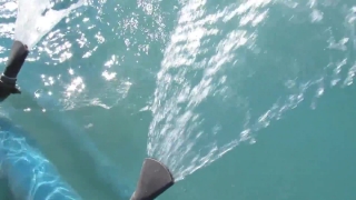 Great White Shark, Shark, Sea, Water, Ocean, Fish